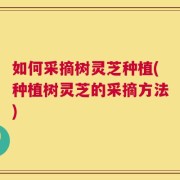 如何采摘树灵芝种植(种植树灵芝的采摘方法)