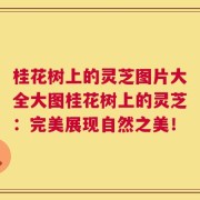 桂花树上的灵芝图片大全大图桂花树上的灵芝：完美展现自然之美！
