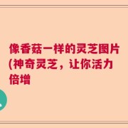 像香菇一样的灵芝图片(神奇灵芝，让你活力倍增