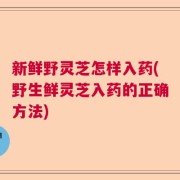 新鲜野灵芝怎样入药(野生鲜灵芝入药的正确方法)