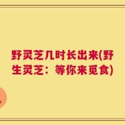 野灵芝几时长出来(野生灵芝：等你来觅食)