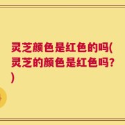 灵芝颜色是红色的吗(灵芝的颜色是红色吗？)