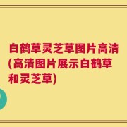 白鹤草灵芝草图片高清(高清图片展示白鹤草和灵芝草)