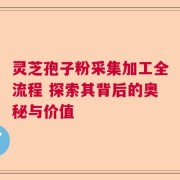 灵芝孢子粉采集加工全流程 探索其背后的奥秘与价值