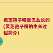 灵芝孢子粉是怎么长的(灵芝孢子粉的生长过程简介)