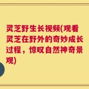 灵芝野生长视频(观看灵芝在野外的奇妙成长过程，惊叹自然神奇景观)