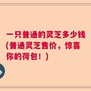 一只普通的灵芝多少钱(普通灵芝售价，惊喜你的荷包！)