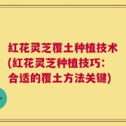 红花灵芝覆土种植技术(红花灵芝种植技巧：合适的覆土方法关键)