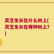 灵芝生长在什么树上(灵芝生长在哪种树上？)