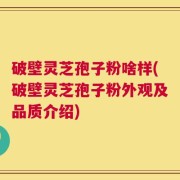 破壁灵芝孢子粉啥样(破壁灵芝孢子粉外观及品质介绍)