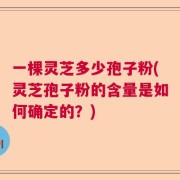 一棵灵芝多少孢子粉(灵芝孢子粉的含量是如何确定的？)