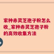 家种赤灵芝孢子粉怎么收_家种赤灵芝孢子粉的高效收集方法