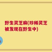 野生灵芝麻(珍稀灵芝被发现在野生中)