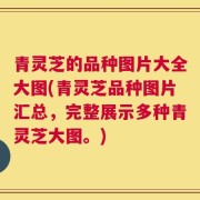 青灵芝的品种图片大全大图(青灵芝品种图片汇总，完整展示多种青灵芝大图。)