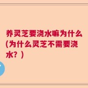 养灵芝要浇水嘛为什么(为什么灵芝不需要浇水？)