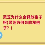 灵芝为什么会释放孢子粉(灵芝为何会散发孢子？)