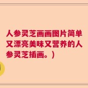 人参灵芝画画图片简单又漂亮美味又营养的人参灵芝插画。)