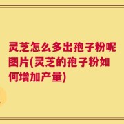 灵芝怎么多出孢子粉呢图片(灵芝的孢子粉如何增加产量)