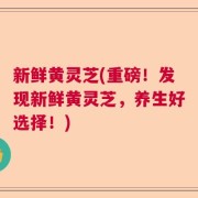 新鲜黄灵芝(重磅！发现新鲜黄灵芝，养生好选择！)