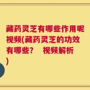 藏药灵芝有哪些作用呢视频(藏药灵芝的功效有哪些？  视频解析)