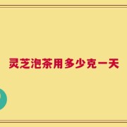 灵芝泡茶用多少克一天