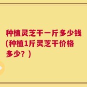 种植灵芝干一斤多少钱(种植1斤灵芝干价格多少？)