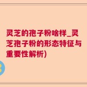 灵芝的孢子粉啥样_灵芝孢子粉的形态特征与重要性解析)