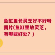 鱼缸里长灵芝好不好呀图片(鱼缸里放灵芝，有哪些好处？)