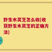 野生木灵芝怎么收(收获野生木灵芝的正确方法)