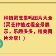 种植灵芝累吗图片大全(灵芝种植过程全景展示，乐趣多多，精美图片分享！)