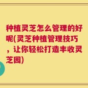 种植灵芝怎么管理的好呢(灵芝种植管理技巧，让你轻松打造丰收灵芝园)