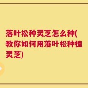 落叶松种灵芝怎么种(教你如何用落叶松种植灵芝)