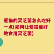 爱猫的灵芝菌怎么吃好一点(如何让爱猫更好地食用灵芝菌)