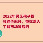 2022年灵芝孢子粉收购价飙升，带你深入了解市场背后的