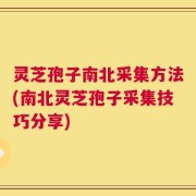 灵芝孢子南北采集方法(南北灵芝孢子采集技巧分享)