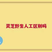 灵芝野生人工区别吗