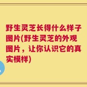 野生灵芝长得什么样子图片(野生灵芝的外观图片，让你认识它的真实模样)
