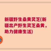 新疆野生桑黄灵芝(新疆出产野生灵芝桑黄，助力健康生活)