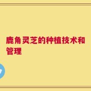 鹿角灵芝的种植技术和管理