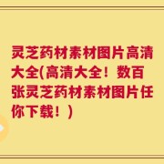 灵芝药材素材图片高清大全(高清大全！数百张灵芝药材素材图片任你下载！)