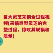 巨大灵芝采摘全过程视频(采摘巨型灵芝的完整过程，惊叹其规模和质量)
