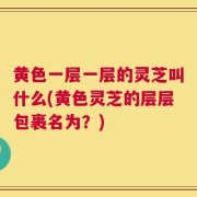 黄色一层一层的灵芝叫什么(黄色灵芝的层层包裹名为？)