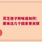 灵芝孢子粉味道如何：原来这几个因素更关键