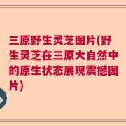 三原野生灵芝图片(野生灵芝在三原大自然中的原生状态展现震撼图片)