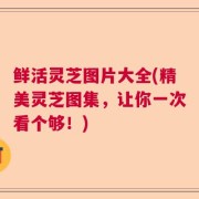 鲜活灵芝图片大全(精美灵芝图集，让你一次看个够！)
