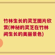 竹林生长的灵芝图片欣赏(神秘的灵芝在竹林间生长的美丽景色)