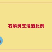 石斛灵芝浸酒比例