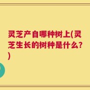 灵芝产自哪种树上(灵芝生长的树种是什么？)