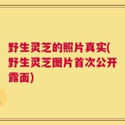 野生灵芝的照片真实(野生灵芝图片首次公开露面)