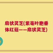 扇状灵芝(紫毫叶胞垂体红菇——扇状灵芝)